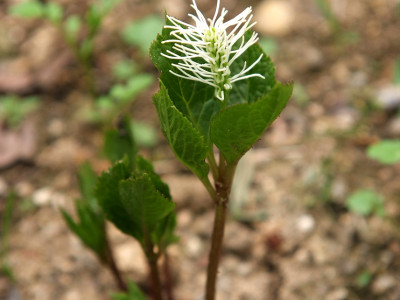 홀아비꽃대 사진 - Chloranthus japonicus Photos