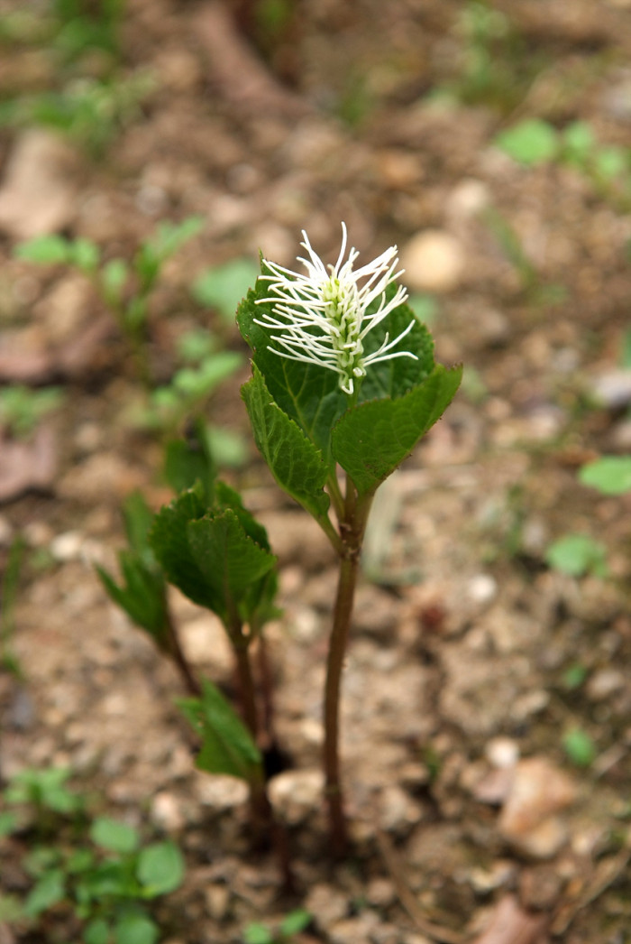 홀아비꽃대 - Chloranthus japonicus