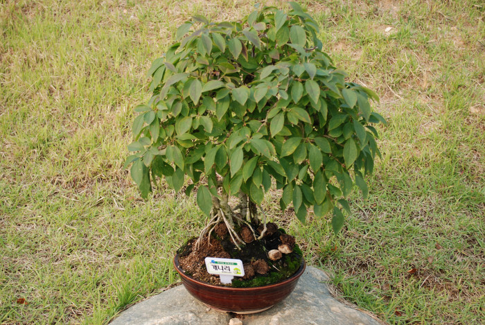 개나리 - golden bell, Forsythia koreana (Rehder) Nakai