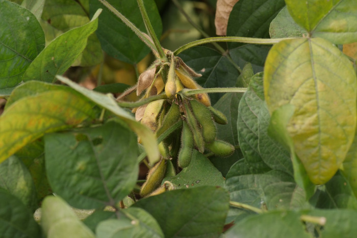 흰콩 - Soybean, Soja Bean, Soya Bean., Glycine max (L.) Merr.