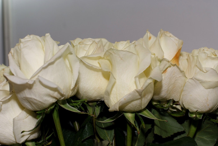 장미 - Rose, Rosa hybrida