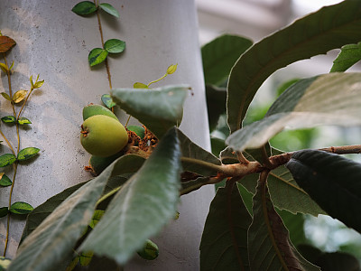 비파나무 사진 - Eriobotrya japonica (Thunb.) Lindl. Photos