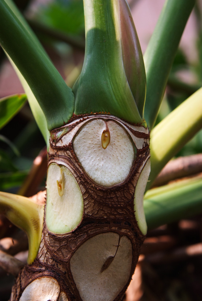 필로덴드론 셀로움 - Selloum philodendron, Philodendron bipinnatifidum