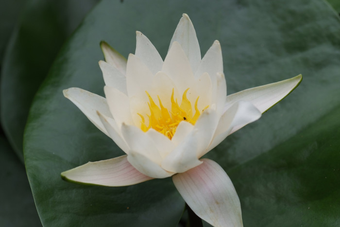 수련 - Nymphaea tetragona var. angusta