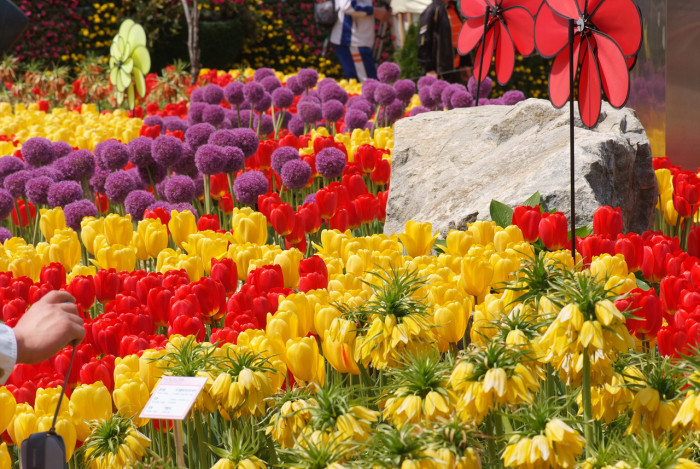 튤립 - Tulip, Tulipa gesneriana