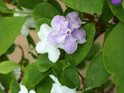 브룬펠시아 사진 - Brunfelsia pauciflora Photos
