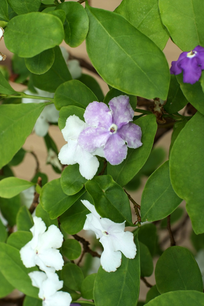 브룬펠시아 - Marning-Moon and night, Brunfelsia pauciflora
