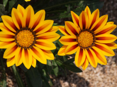 가자니아 사진 - Gazania rigens (L.) Gaertn. Photos