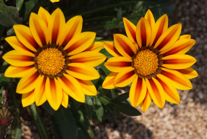 가자니아 - Gazania, Gazania rigens (L.) Gaertn.