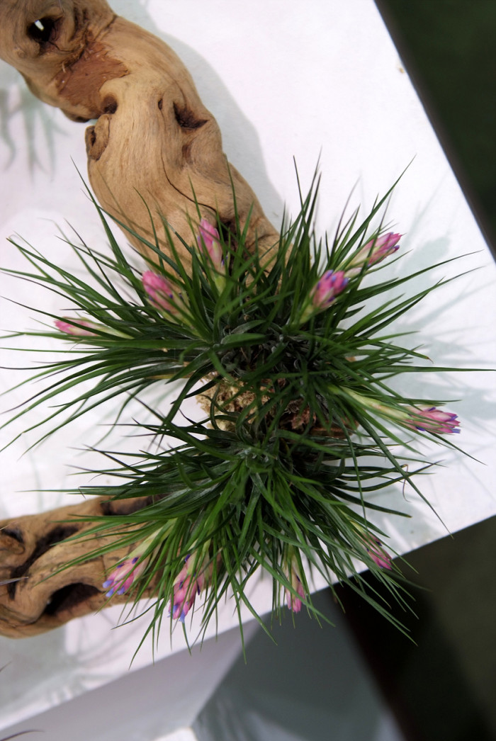 틸란디시아 - Tillandsia bergeri