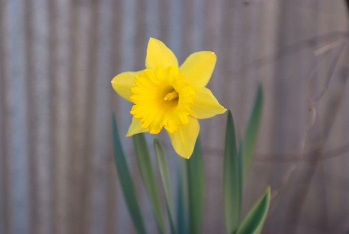 수선화 - daffodil, Narcissus tazetta var. chinensis