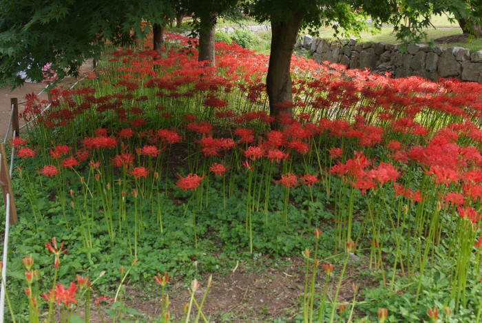 석산 - red spider lily, Lycoris radiata