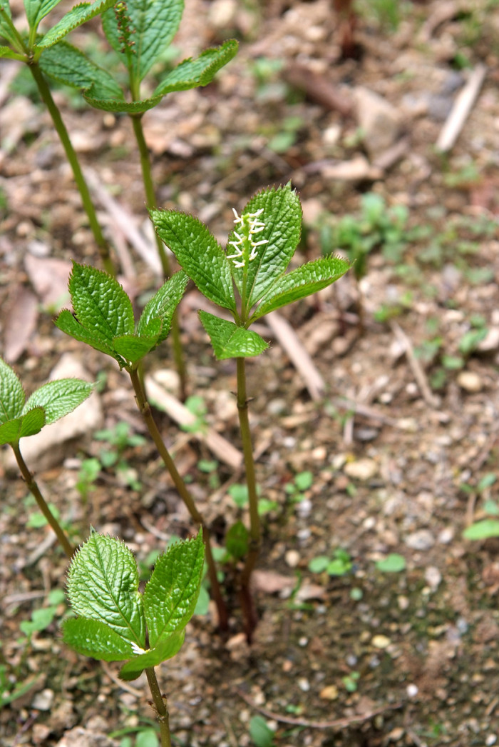 홀아비꽃대 - Chloranthus japonicus