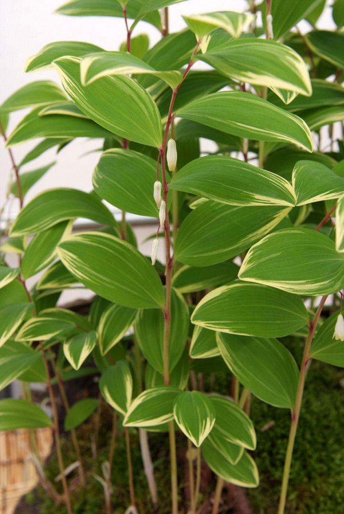 둥굴레 - ㅋㅋ, Polygonatum odoratum var.pluriflorum