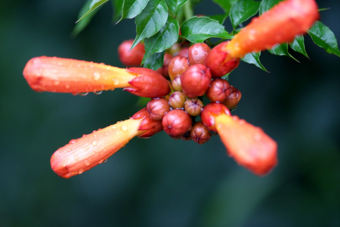 미국능소화 - Trumpet vine, Campsis radicans