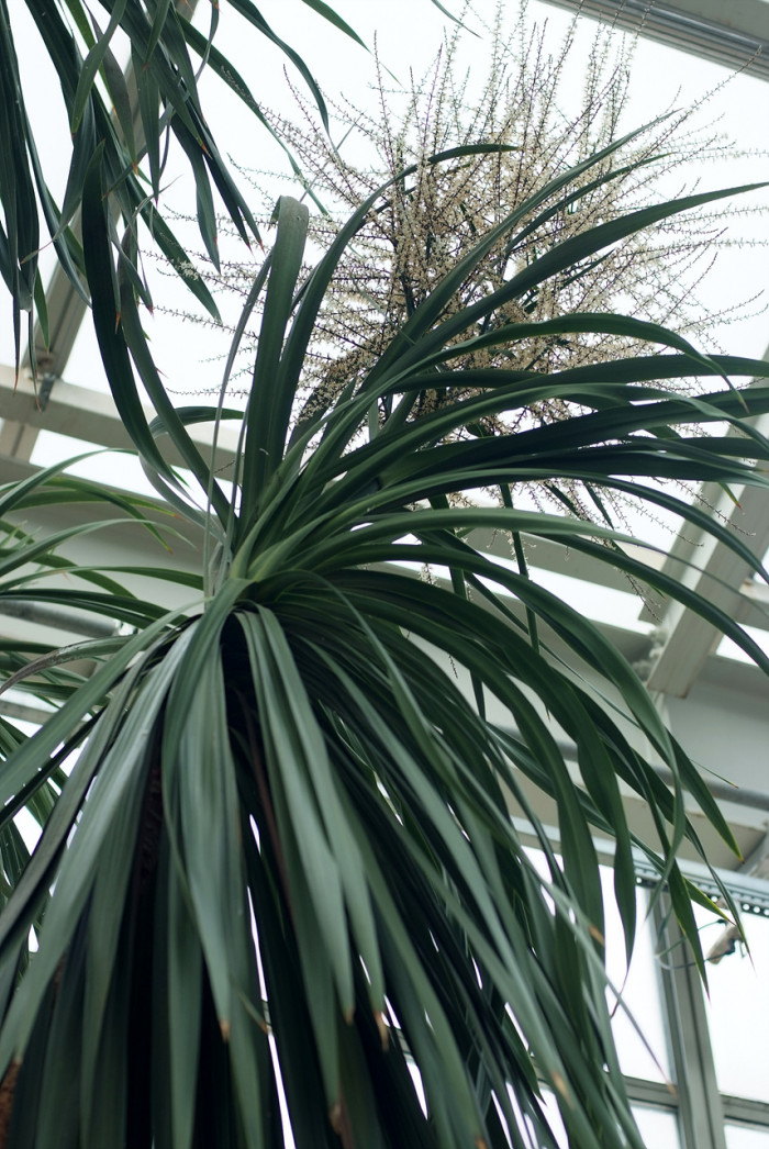 코드리네인디비샤 - Cordyline indivisa