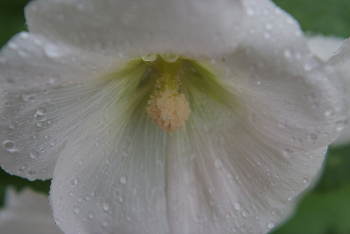 접시꽃 - Alcea rosea, Althaea rosea