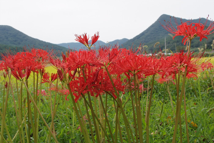 석산 - red spider lily, Lycoris radiata