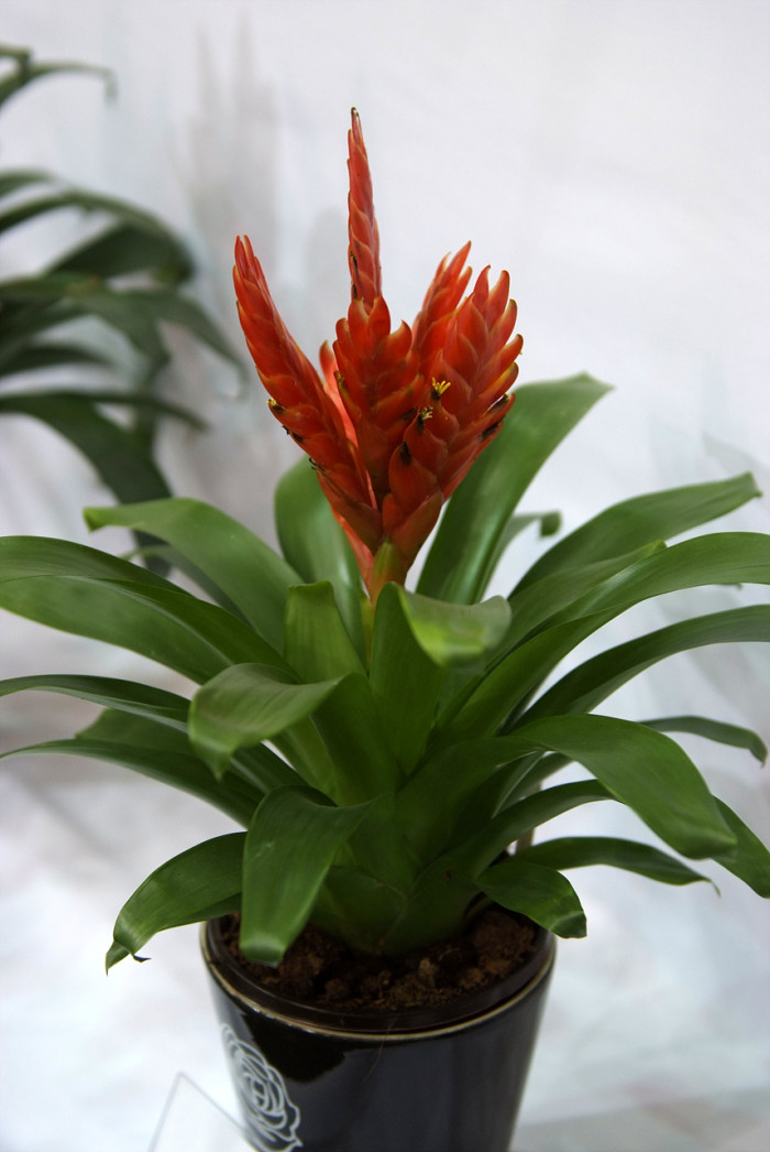 틸란디시아 - Tillandsia bergeri