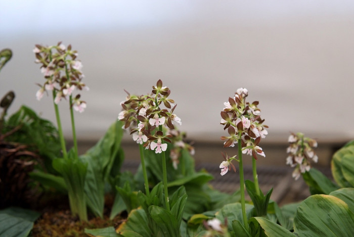 새우난초 - Calanthe discolor Lindl.