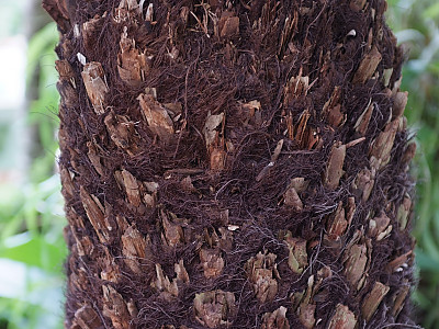 해고 사진 - Cyathea spinulosa Wall ex HOOK Photos