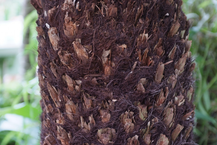 해고 - Cyathea spinulosa Wall ex HOOK