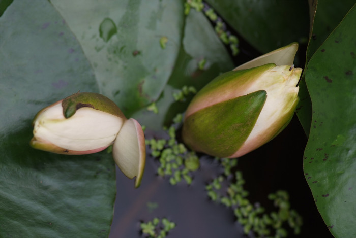 수련 - Nymphaea tetragona var. angusta