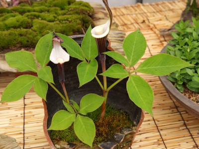 천남성 사진 - Arisaema amurense var Photos