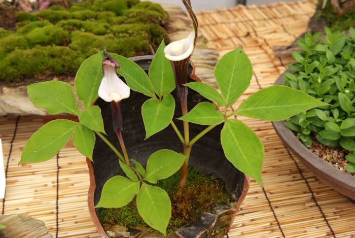 천남성 - Arisaema amurense var