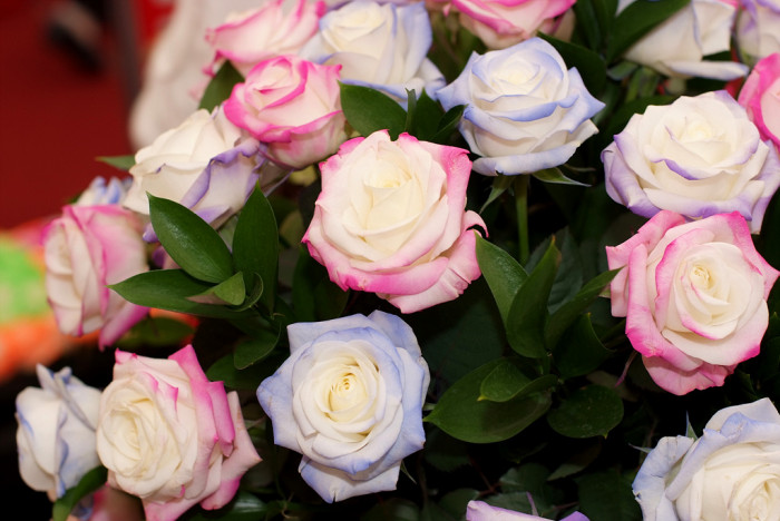 장미 - Rose, Rosa hybrida