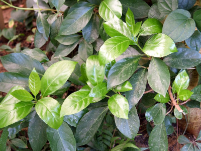 이나무 사진 - Idesia polycarpa Maxim. Photos