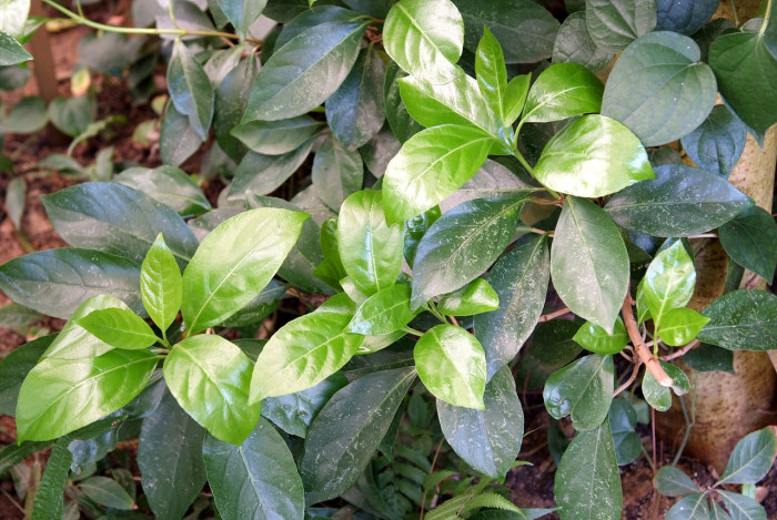 이나무 - Idesia polycarpa Maxim.
