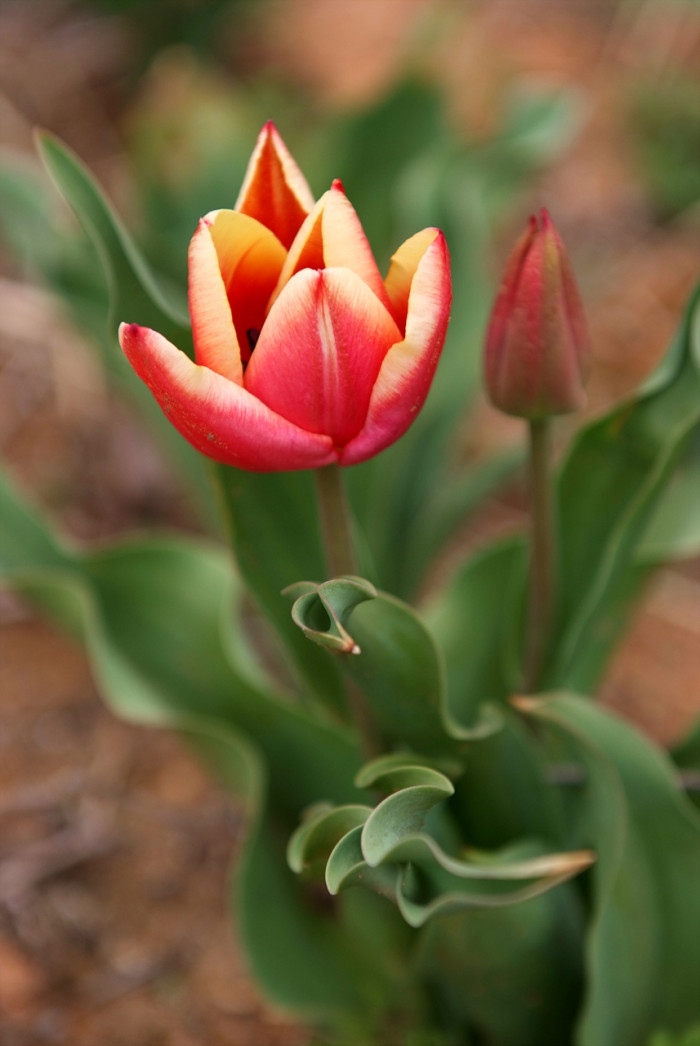 튤립 - Tulip, Tulipa gesneriana