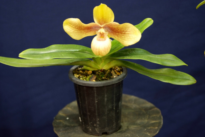 파피오페딜럼 - Papihopedilum pinochio, Paphiopedilum hybrids