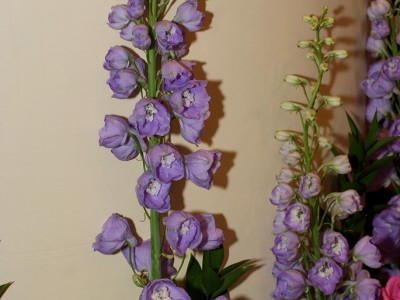 델피늄 사진 - Delphinium Photos