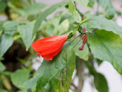 말바비스커스 사진 - Malvaviscus arboreus Cav. Photos