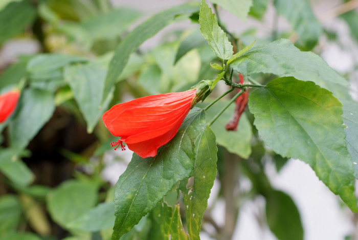말바비스커스 - Malvaviscus, Malvaviscus arboreus Cav.
