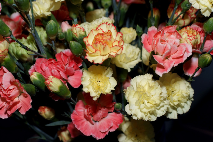 카네이션 - Bernard, Dianthus caryophyllus L.
