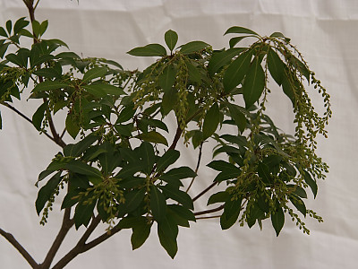 마취목 사진 - Pieris japonica Photos