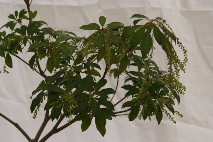 마취목 - Japanese andromeda, Japanese pieris,Dwarf Lilly-of-the-Valley Shrub, Pieris japonica