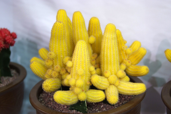 선인장 - Opuntia ficus-indica Mill.