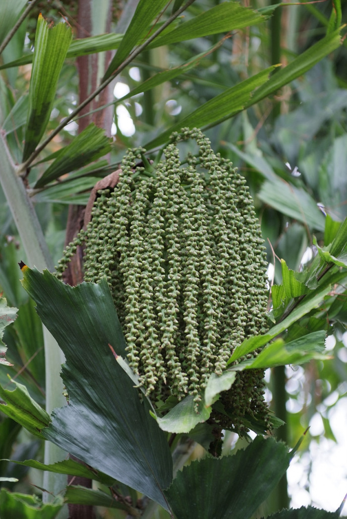 공작야자 - Fish tail palm, Caryota mitis