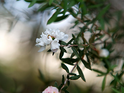 호주매화 사진 - Leptospermum scoparium Photos