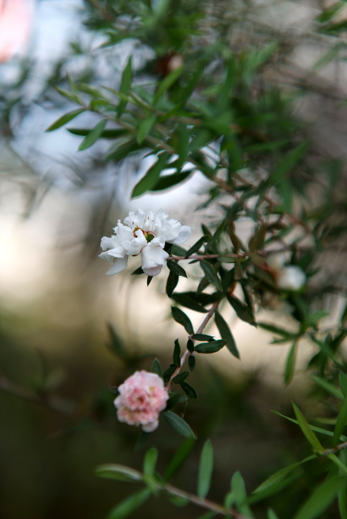 호주매화 - manuka, manuka myrtle, Tea tree, Leptospermum scoparium