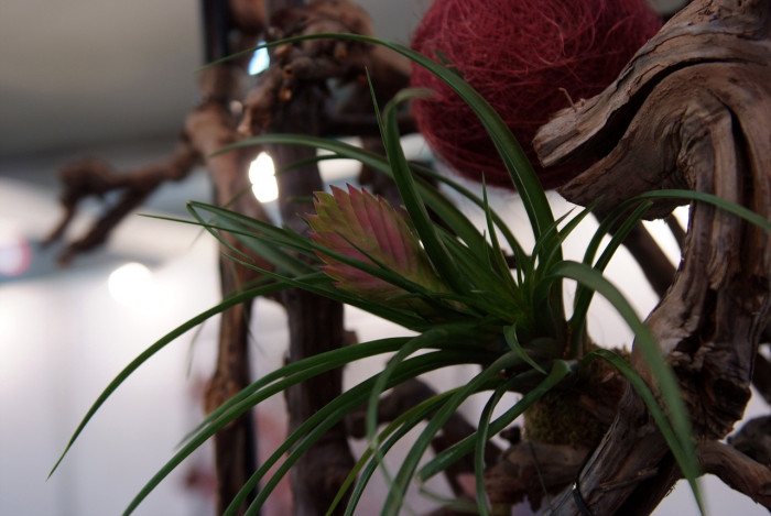틸란디시아 - Tillandsia bergeri