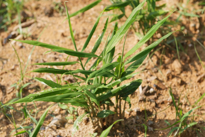 생강 - Zingiber officinale Roscoe