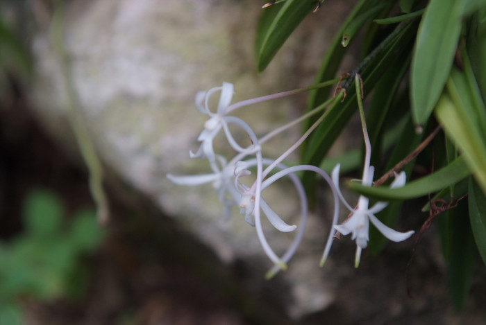 풍란 - KURAMANOSHI, Neofinetia falcata (Thunb.) Hu 