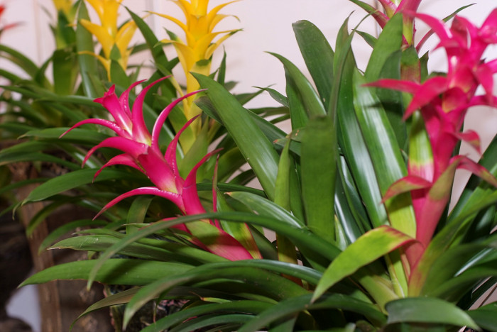 아나나스 - Ananas spp.