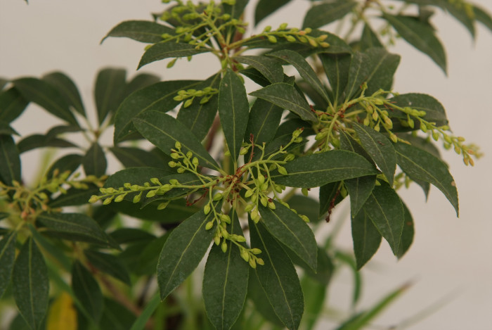 마취목 - Japanese andromeda, Japanese pieris,Dwarf Lilly-of-the-Valley Shrub, Pieris japonica