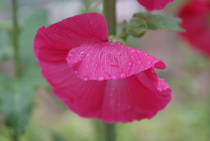 접시꽃 - Alcea rosea, Althaea rosea
